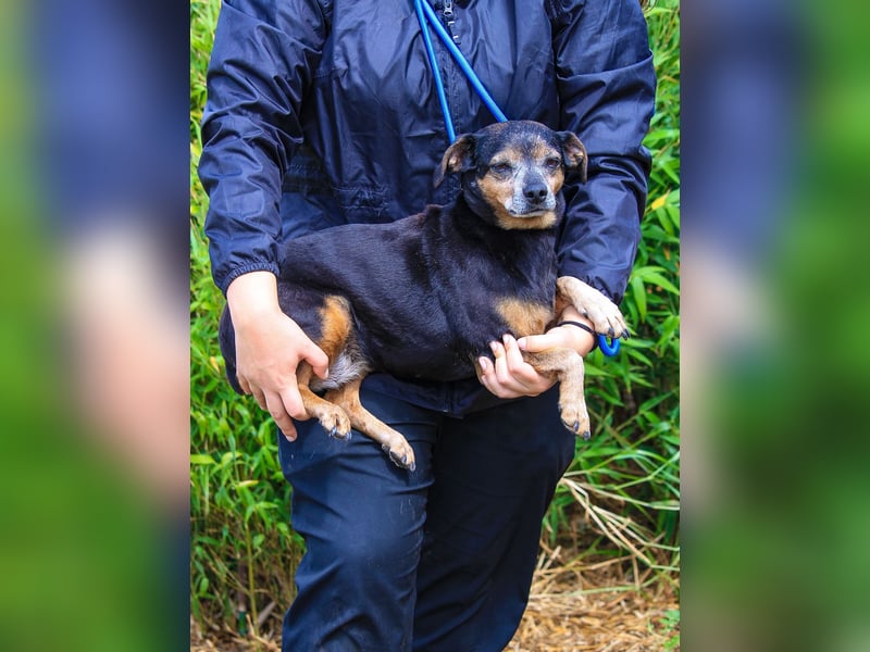 Fiona, Mix Pinscher / Chihuahua, lieb und verträglich