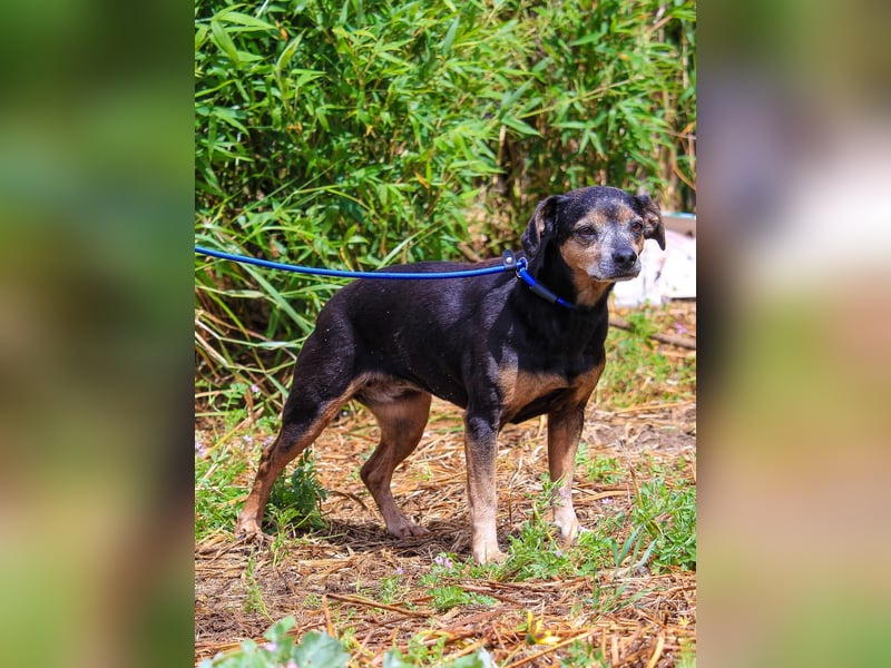 Fiona, Mix Pinscher / Chihuahua, lieb und verträglich