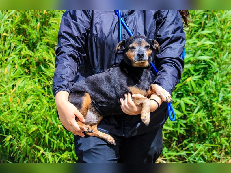 Fiona, Mix Pinscher / Chihuahua, lieb und verträglich