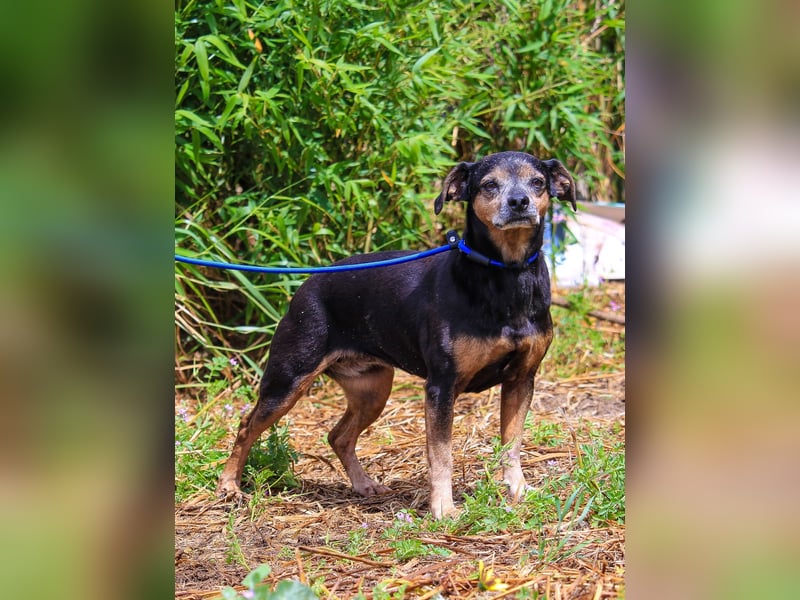 Fiona, Mix Pinscher / Chihuahua, lieb und verträglich