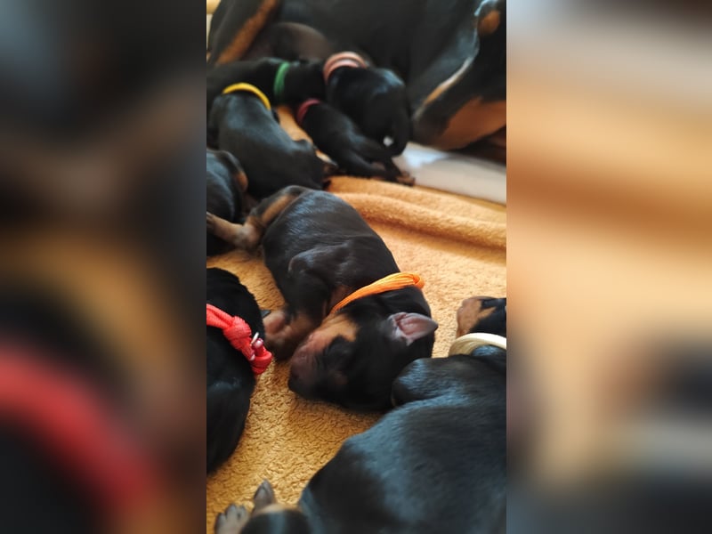 Deutscher Pinscher Welpen schw/r, PSK/VDH Zucht, Ahnentafel, B-Wurf, geb. 02.08.2025