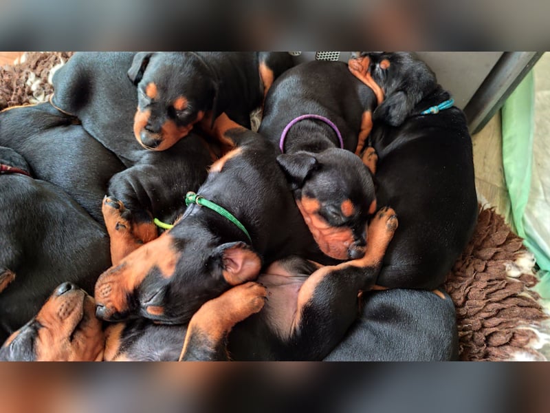 Deutscher Pinscher Welpen schw/r, PSK/VDH Zucht, Ahnentafel, B-Wurf, geb. 02.08.2025