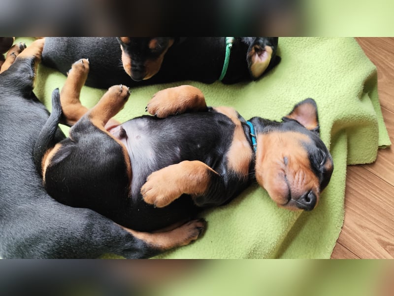 Deutscher Pinscher Welpen schw/r, PSK/VDH Zucht, Ahnentafel, B-Wurf, geb. 02.08.2025