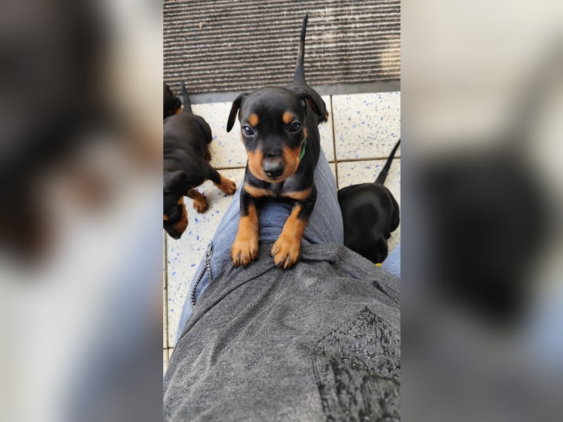 Deutscher Pinscher Welpen schw/r, PSK/VDH Zucht, Ahnentafel, B-Wurf, geb. 02.08.2025