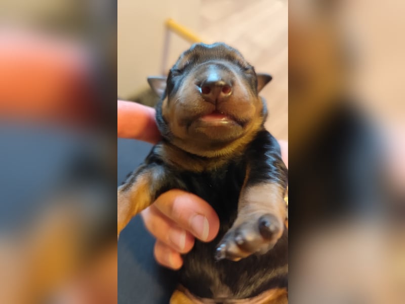Deutscher Pinscher Welpen schw/r, PSK/VDH Zucht, Ahnentafel, B-Wurf, geb. 02.08.2025