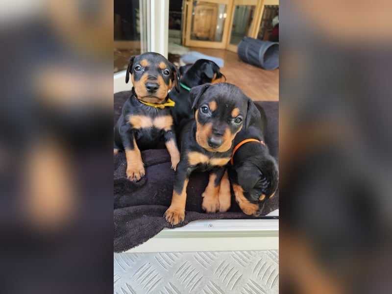 Deutscher Pinscher Welpen schw/r, PSK/VDH Zucht, Ahnentafel, B-Wurf, geb. 02.08.2025