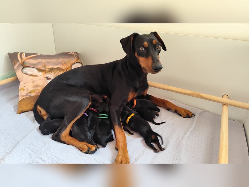 Deutscher Pinscher Welpen schw/r, PSK/VDH Zucht, Ahnentafel, B-Wurf, geb. 02.08.2025