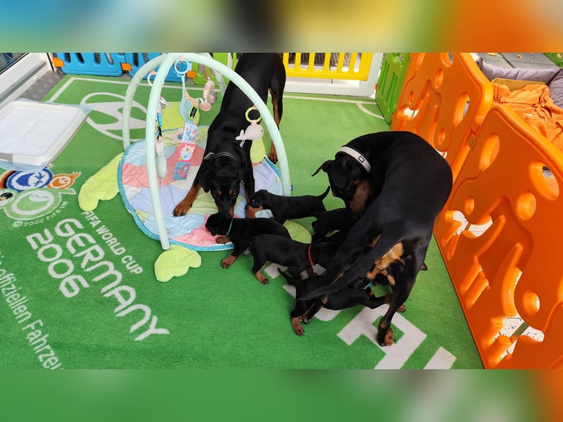 Deutscher Pinscher Welpen schw/r, PSK/VDH Zucht, Ahnentafel, B-Wurf, geb. 02.08.2025