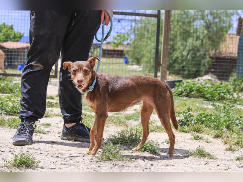 Caju, Mix Pinscher / Chihuahua, lieb und sozial