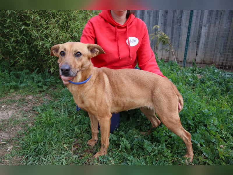 Terry, Mix Pinscher / Podengo, lieb und sozial