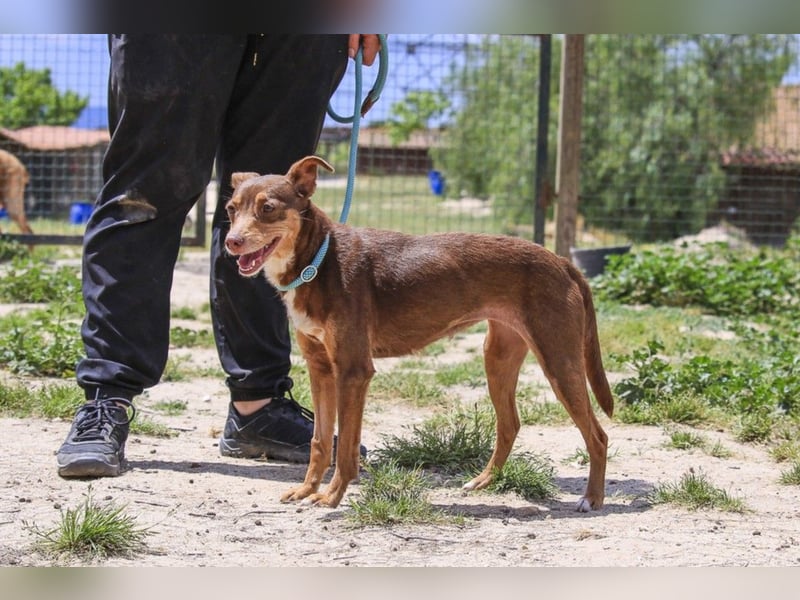 Caju, Mix Pinscher / Chihuahua, lieb und sozial