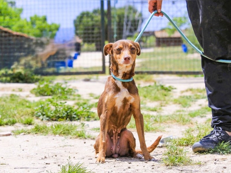 Caju, Mix Pinscher / Chihuahua, lieb und sozial