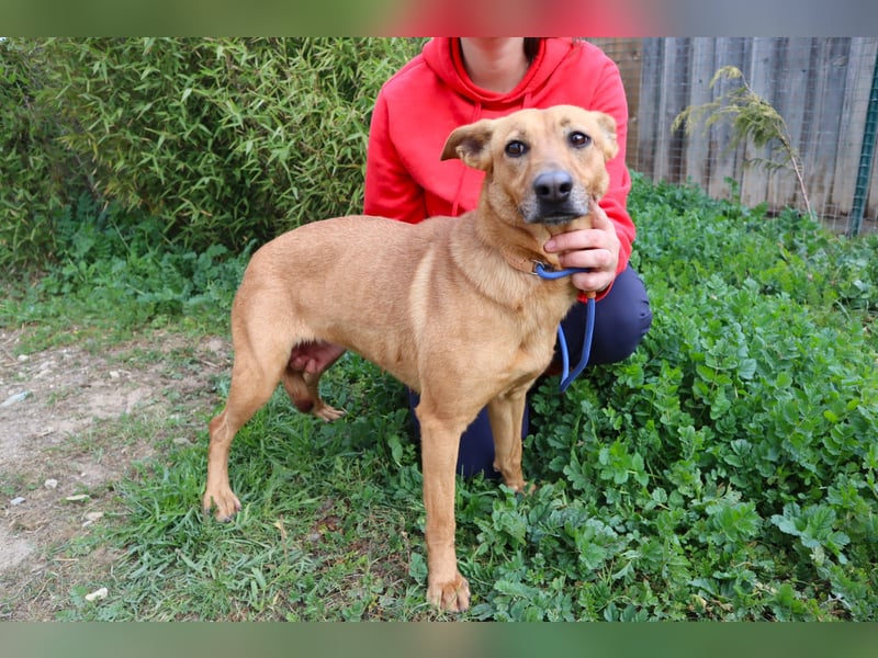 Terry, Mix Pinscher / Podengo, lieb und sozial
