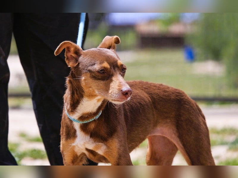 Caju, Mix Pinscher / Chihuahua, lieb und sozial