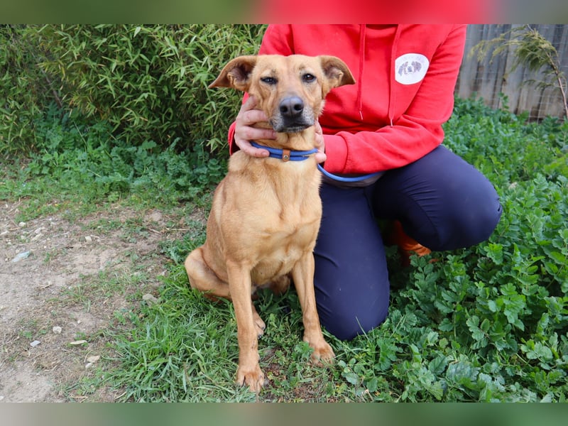 Terry, Mix Pinscher / Podengo, lieb und sozial