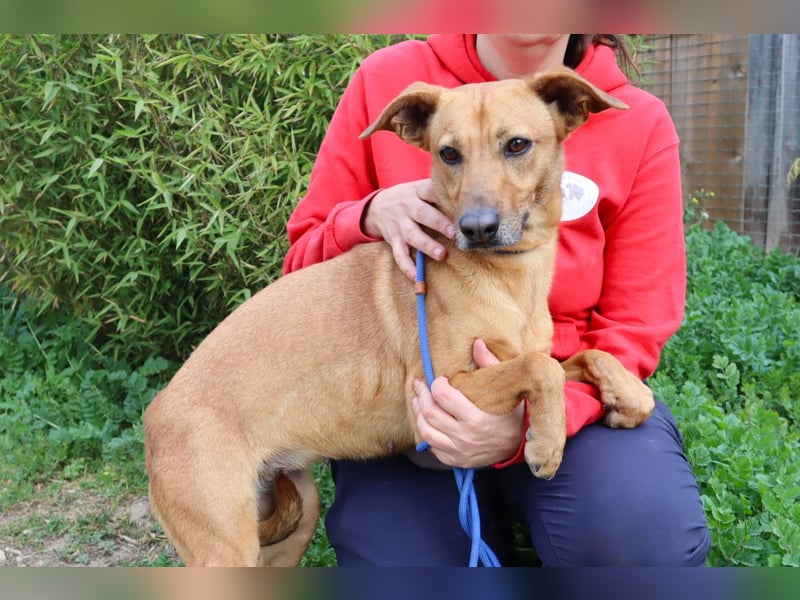 Terry, Mix Pinscher / Podengo, lieb und sozial