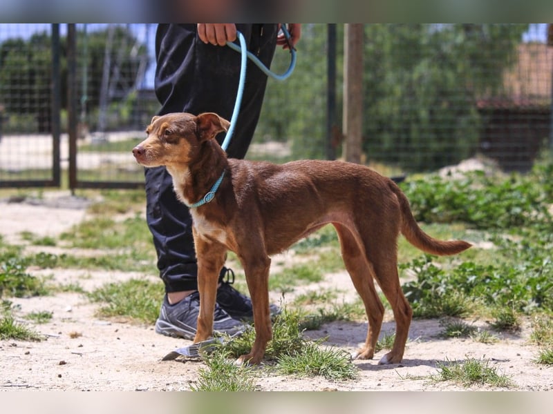 Caju, Mix Pinscher / Chihuahua, lieb und sozial