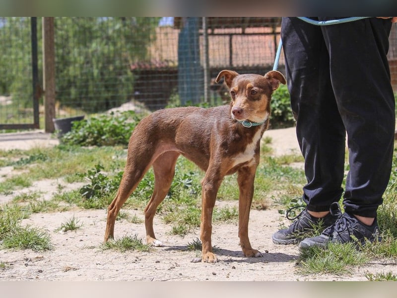 Caju, Mix Pinscher / Chihuahua, lieb und sozial