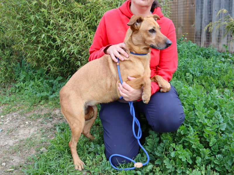 Terry, Mix Pinscher / Podengo, lieb und sozial