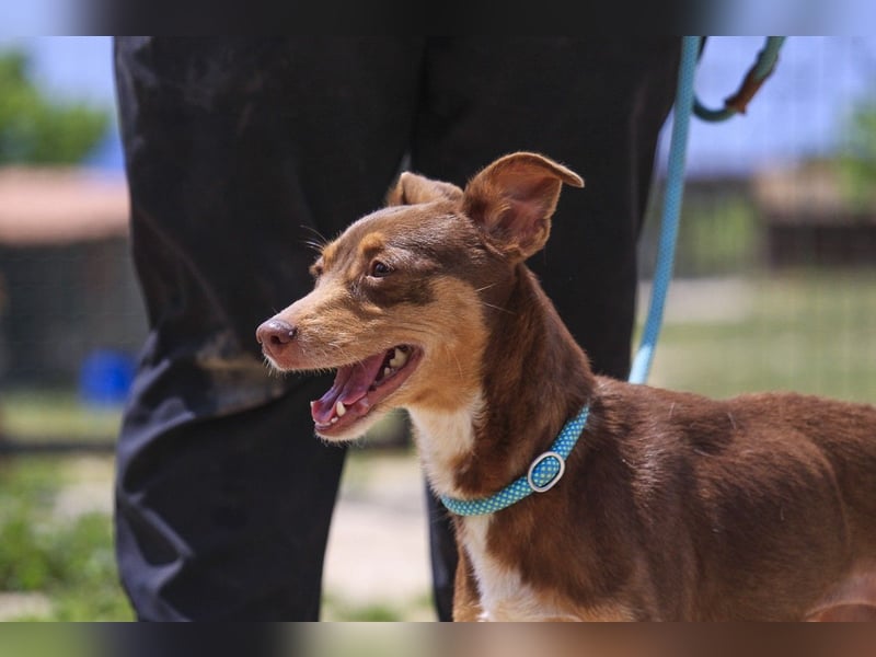 Caju, Mix Pinscher / Chihuahua, lieb und sozial