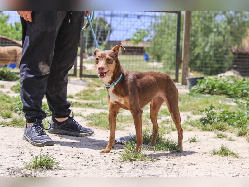 Caju, Mix Pinscher / Chihuahua, lieb und sozial