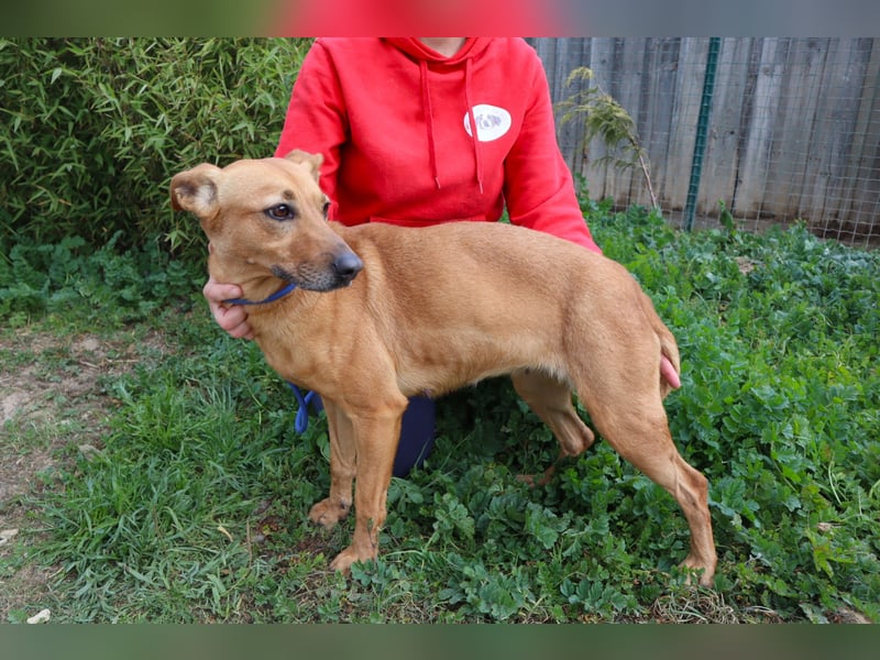 Terry, Mix Pinscher / Podengo, lieb und sozial