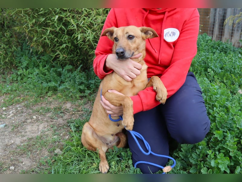 Terry, Mix Pinscher / Podengo, lieb und sozial