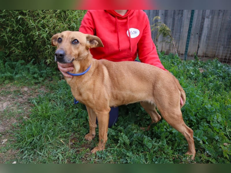 Terry, Mix Pinscher / Podengo, lieb und sozial