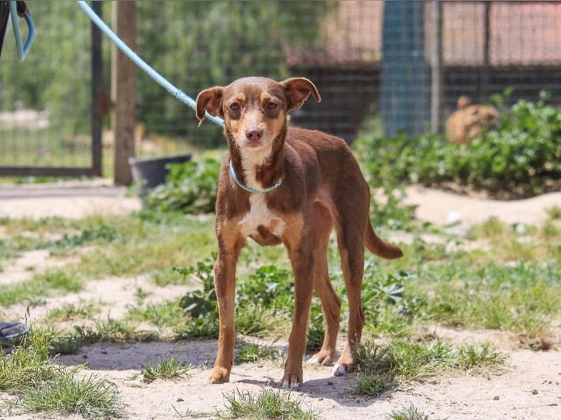 Caju, Mix Pinscher / Chihuahua, lieb und sozial