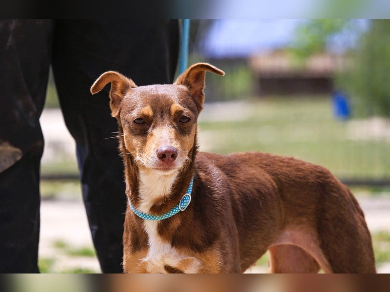 Caju, Mix Pinscher / Chihuahua, lieb und sozial