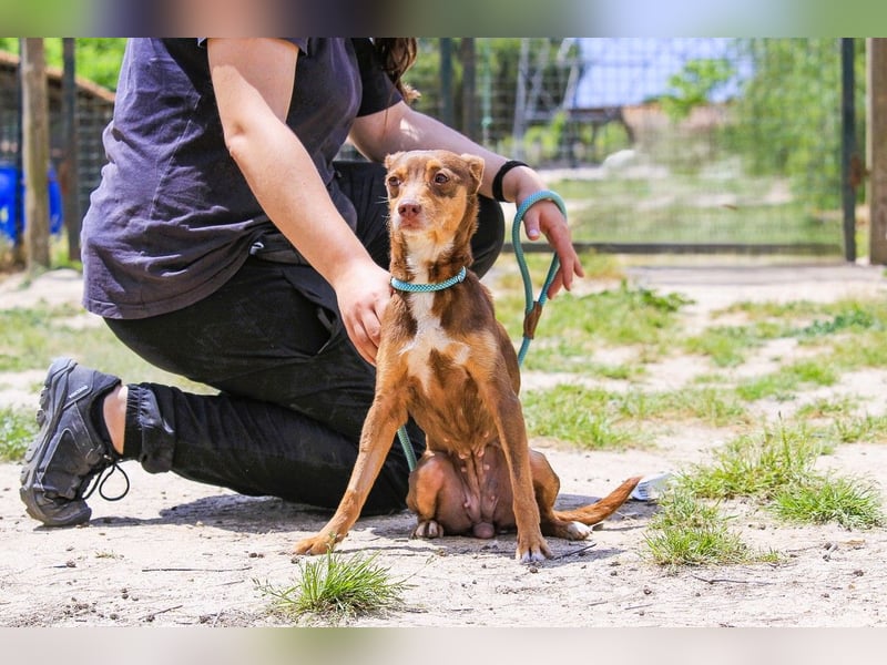 Caju, Mix Pinscher / Chihuahua, lieb und sozial