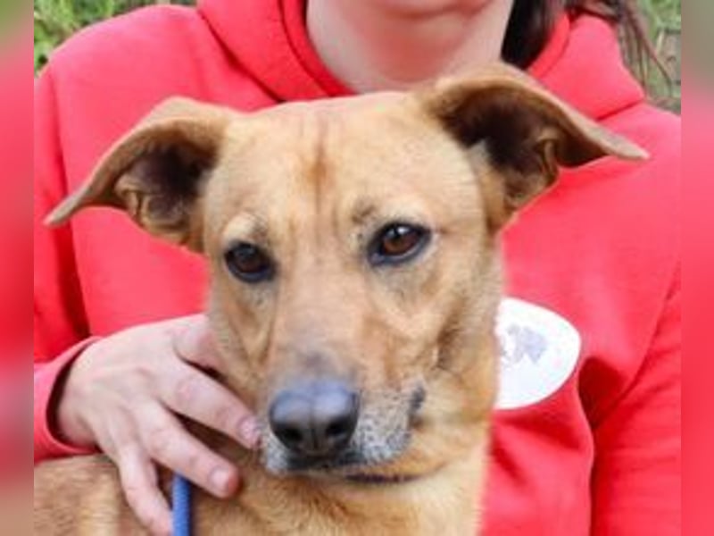 Terry, Mix Pinscher / Podengo, lieb und sozial