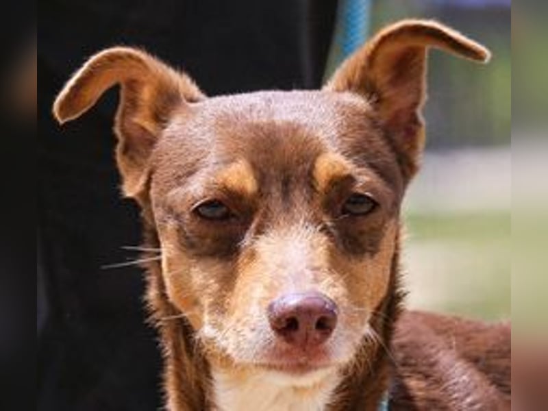 Caju, Mix Pinscher / Chihuahua, lieb und sozial