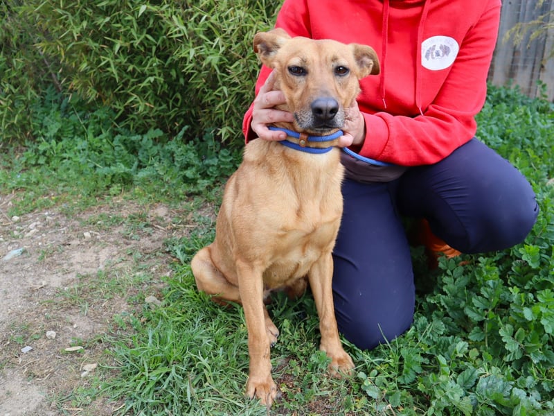 Terry, Mix Pinscher / Podengo, lieb und sozial