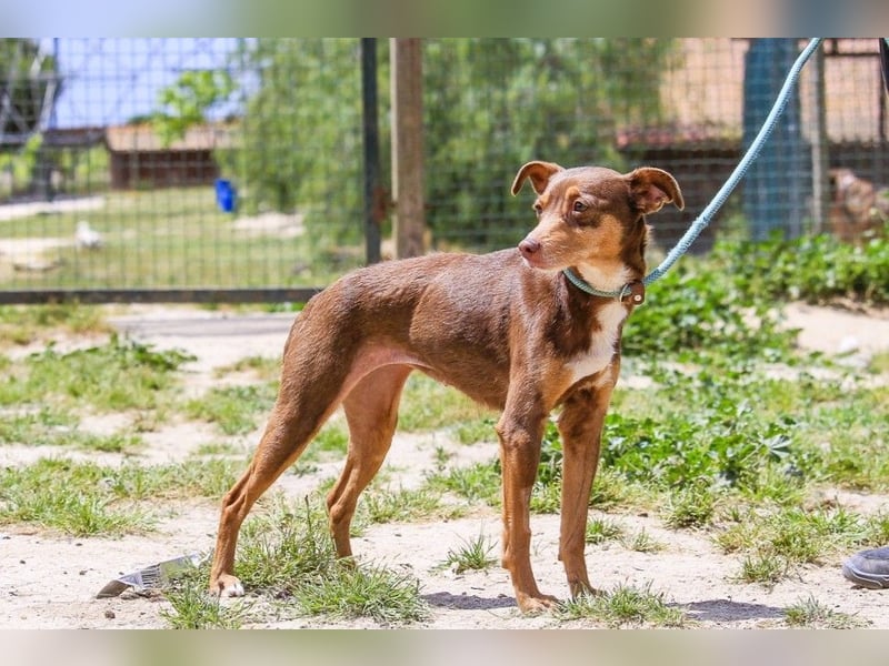 Caju, Mix Pinscher / Chihuahua, lieb und sozial