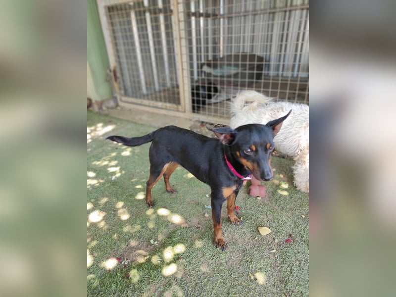 Coqueta, eine süße Pinscher Dame