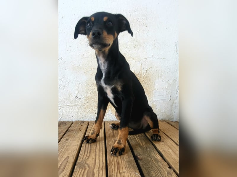 Lana, muss dringend aus dem Tierheim raus