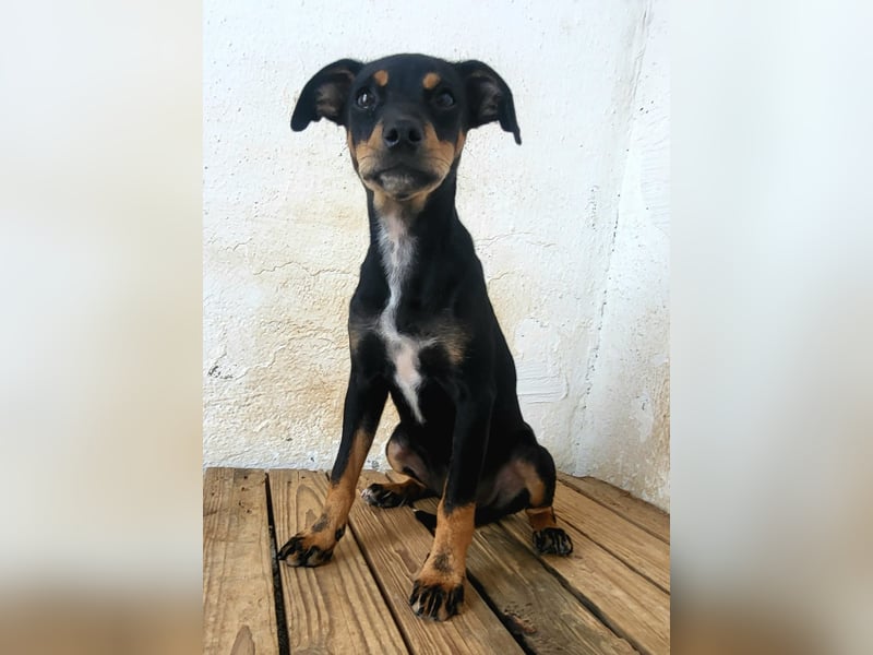 Lana, muss dringend aus dem Tierheim raus