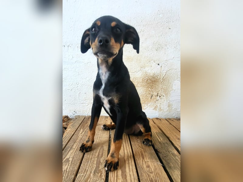 Lana, muss dringend aus dem Tierheim raus