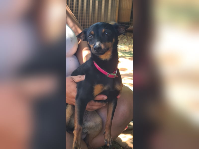 Coqueta, eine süße Pinscher Dame