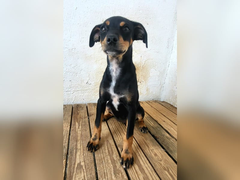 Lana, muss dringend aus dem Tierheim raus