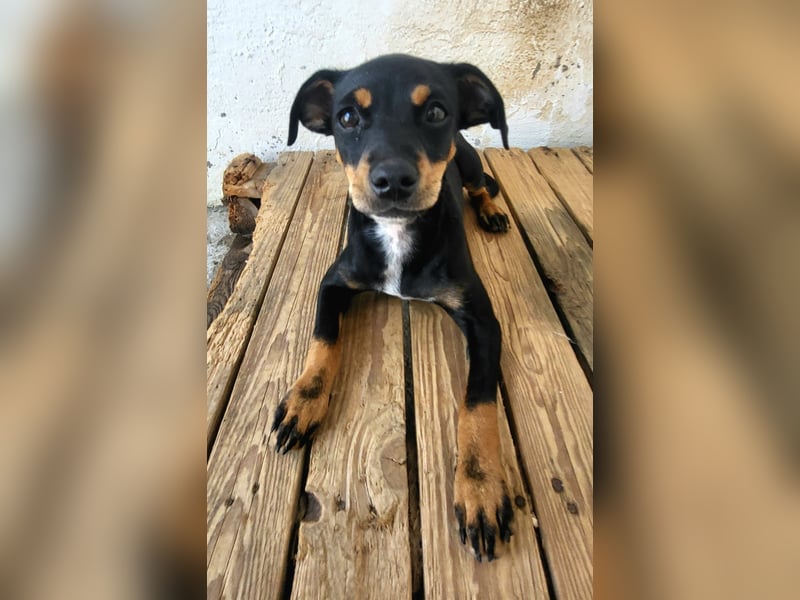 Lana, muss dringend aus dem Tierheim raus