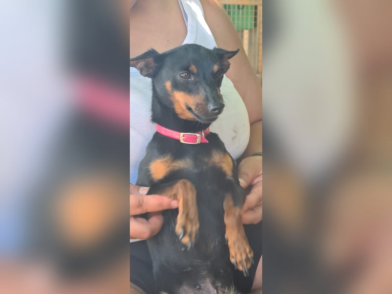 Coqueta, eine süße Pinscher Dame