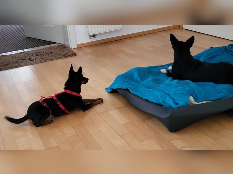 Coqueta, kleines Energiepaket