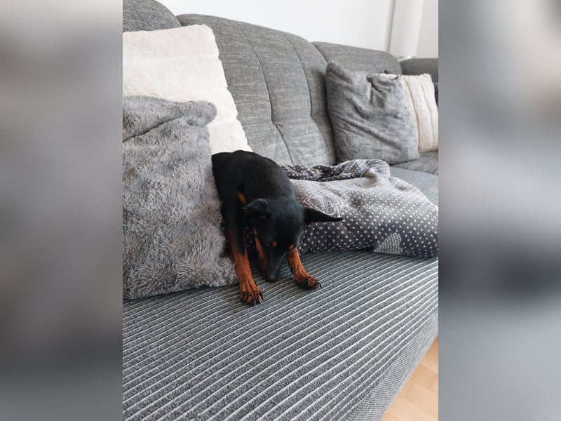 Coqueta, kleines Energiepaket