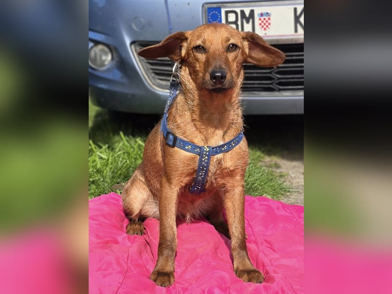 Rita ♥️ Pflegefamilie 41812 Erkelenz