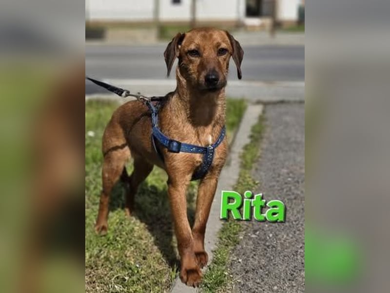 Rita ♥️ Pflegefamilie 41812 Erkelenz