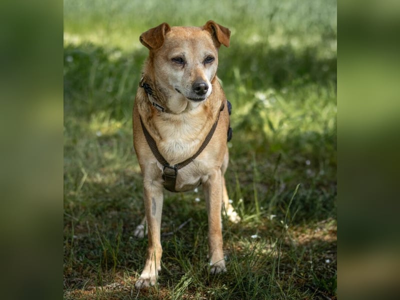 Halle - Prinzessin sucht Königreich - Tierhilfe Franken e.V.