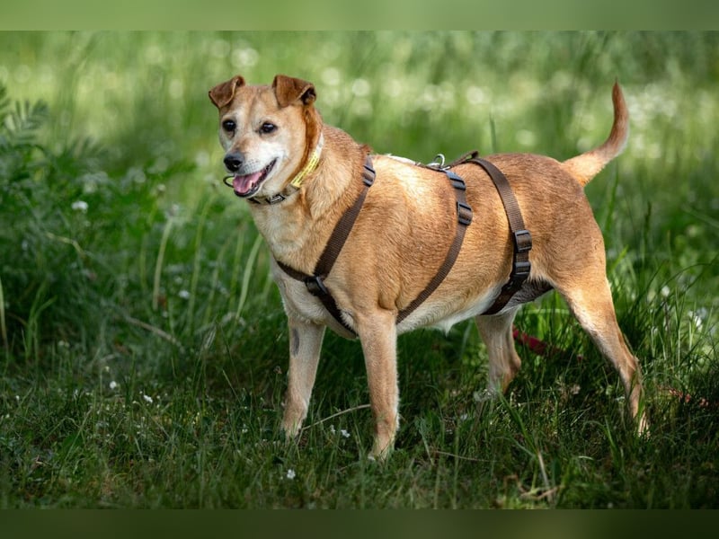 Halle - Prinzessin sucht Königreich - Tierhilfe Franken e.V.