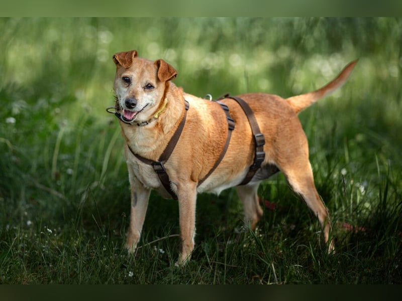 Halle - Prinzessin sucht Königreich - Tierhilfe Franken e.V.